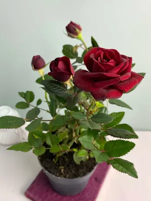 Коллекция великолепных фотографий роз динамит для вашего пользования