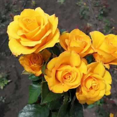 Розы динамит на фото – сокровище для ценителей природы