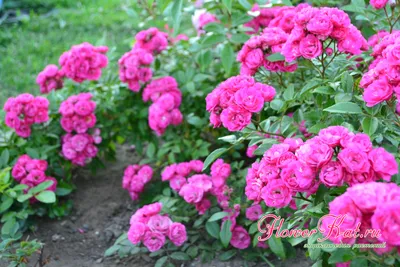 Роза динки - фото высокого качества в формате jpg