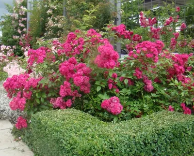 Красивое изображение розы динки для загрузки в формате png