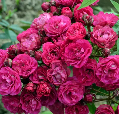 Великолепное фото розы динки в высоком разрешении