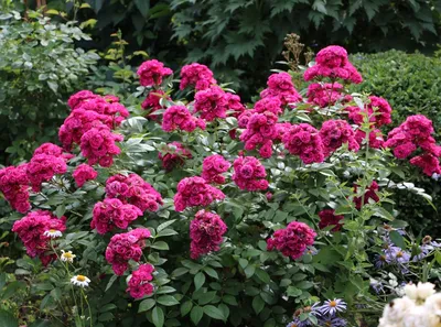 Восхитительная фотка розы динки в формате webp