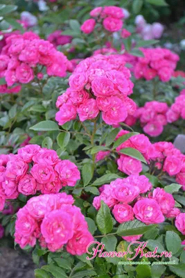 Прекрасная фотография розы динки в формате webp