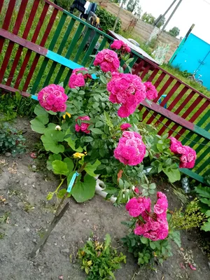 Красивейшая картинка розы динки: выберите идеальный размер