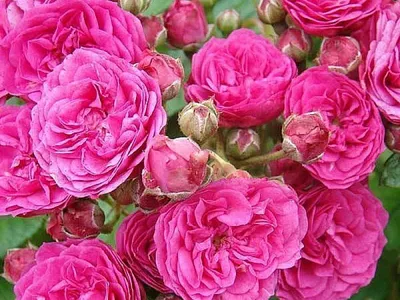 Потрясающая фотография розы динки в высоком разрешении