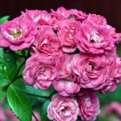 Уникальная картинка розы динки в формате jpg