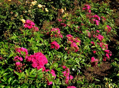 Восхитительное изображение розы динки в формате webp