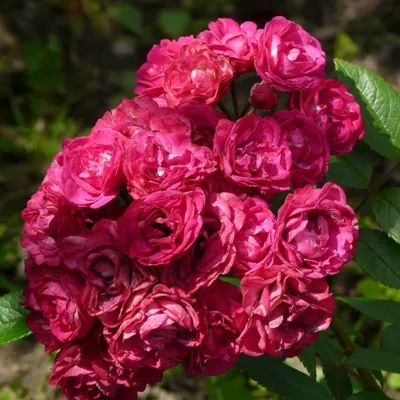 Фото розы динки для восхищения и воспоминаний