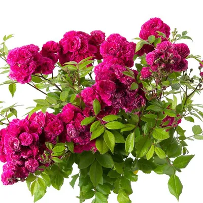 Прекрасная фотка розы динки в формате png