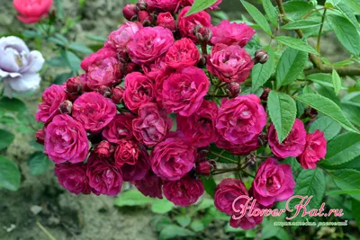 Фото розы динки: уникальная красота на вашем экране