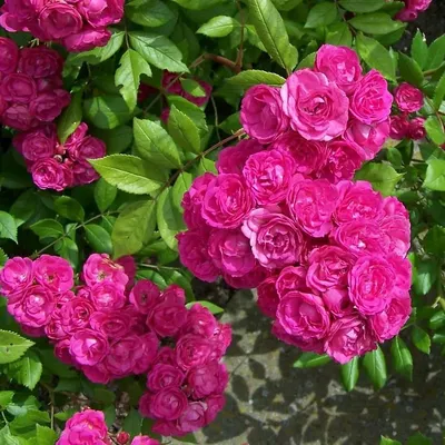 Красивое изображение розы динки, чтобы поднять настроение
