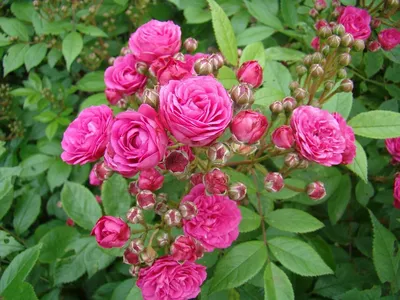 Впечатляющая фотка розы динки в формате webp