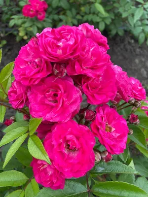 Роза динки на фото: красота, доступная всем