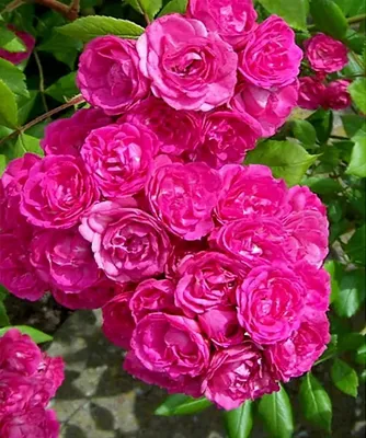 Великолепное изображение розы динки в формате webp