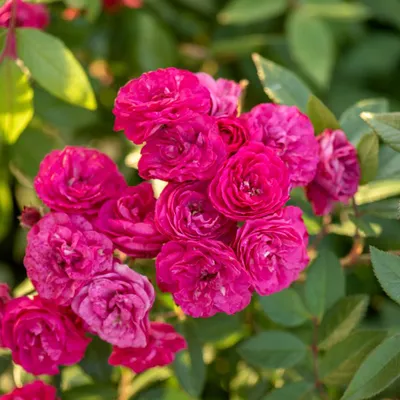 Фотография розы динки: создайте атмосферу красоты в своем доме