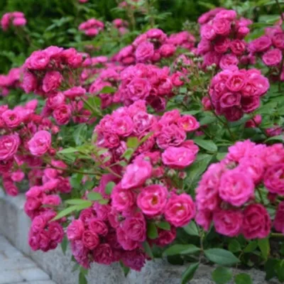 Красивая фотка розы динки в формате png: воплотите мечты в реальность.