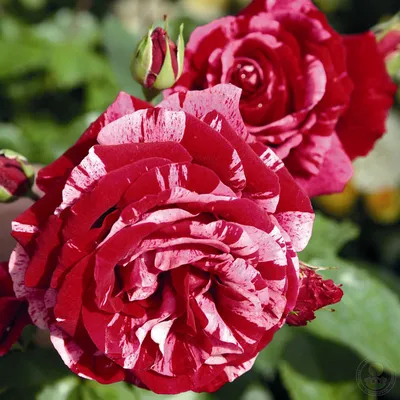 Роза дип импрешн в высоком разрешении для скачивания в JPG