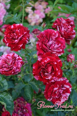 Фото розы дип импрешн в формате PNG