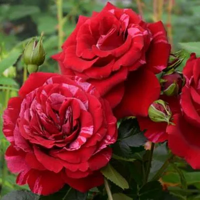 Фотка розы дип импрешн для использования в дизайне