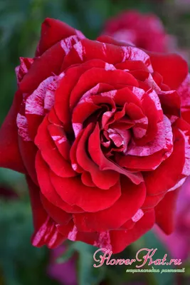 Фото розы дип импрешн в формате JPG для загрузки