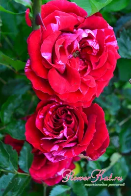 Фото розы дип импрешн для использования в презентациях