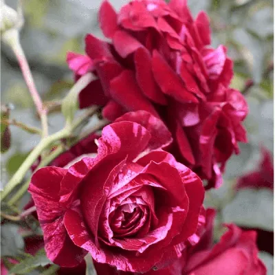 Фотография розы дип импрешн с выбором качества