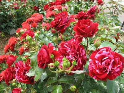 Изображение розы дип импрешн в webp формате