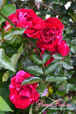 Роза дип импрешн на картинке с настраиваемым размером