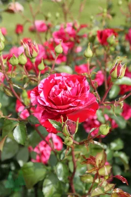 Изображение розы дип импрешн в формате WebP для загрузки