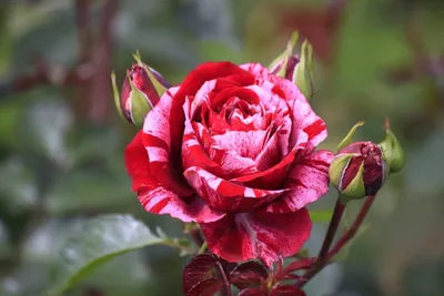 Фото розы дип импрешн со специальными эффектами