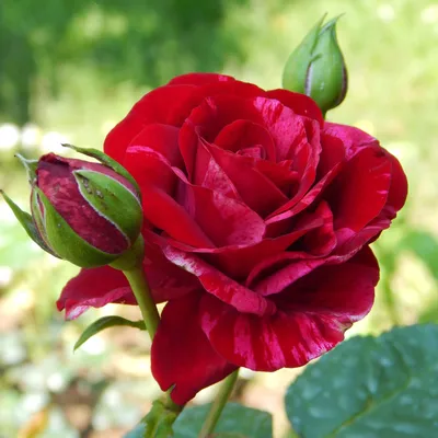 Красивая фотография розы дип импрешн со сменой формата