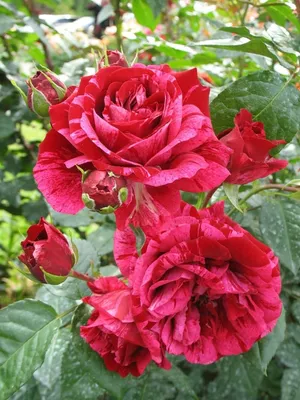Фотка розы дип импрешн в высоком качестве для скачивания