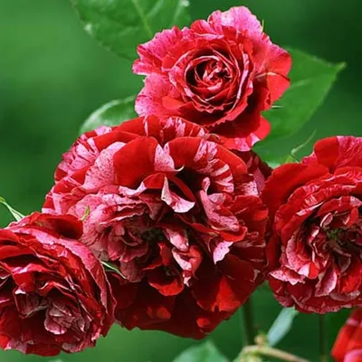 Фото розы дип импрешн с выбираемым разрешением