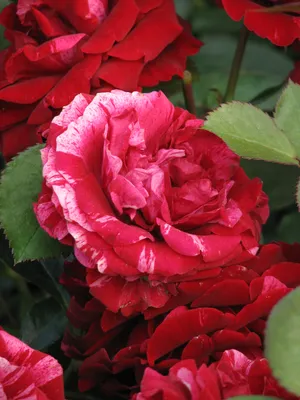 Изображение розы дип импрешн с возможностью выбора формата файла