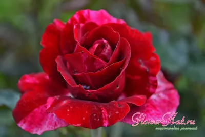 Фотография розы дип импрешн с эффектами обработки