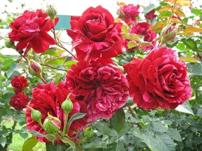 Качественная фотография розы дип импрешн для загрузки