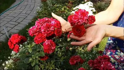 Фото розы дип импрешн в формате WebP с настраиваемым размером