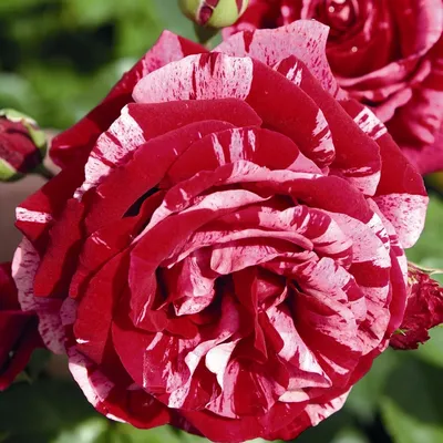 Фотка розы дип импрешн для использования в документах