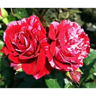 Фото, изображение и картинка розы дип импрешн на выбор