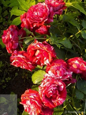 Изображение розы дип импрешн в формате PNG с эффектом глубины