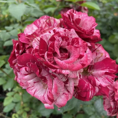 Качественная фотография розы дип импрешн с возможностью выбора размера