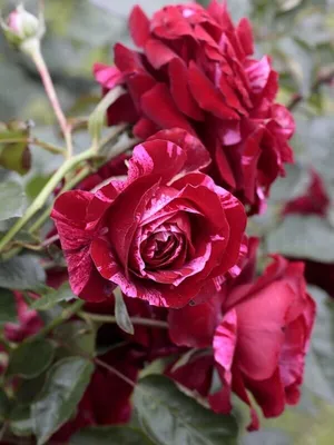 Фото розы дип импрешн для дизайнеров и художников