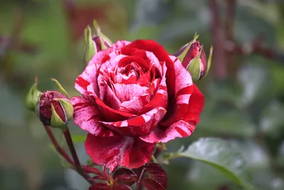 Фото розы дип импрешн с эффектом глубины