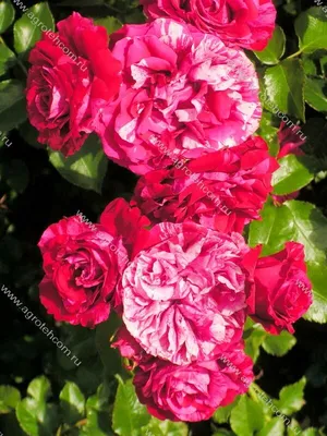 Фото розы дип импрешн с настраиваемым разрешением и выбором формата