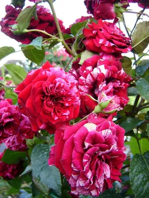 Изображение розы дип импрешн на красочной картинке с эффектом