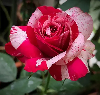 Красивая фотография розы дип импрешн для скачивания и использования