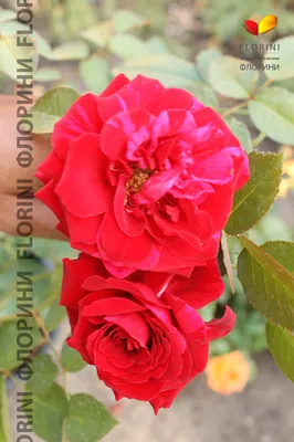 Фото, картинка и изображение розы дип импрешн в различных форматах