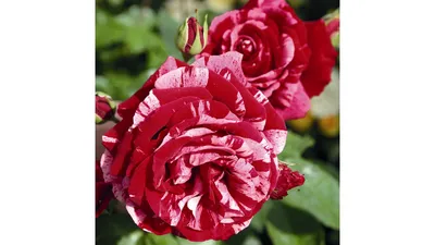 Фотография розы дип импрешн с выбором размера и формата файла