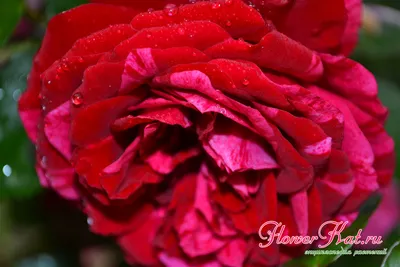 Красивая картинка розы дип импрешн для скачивания