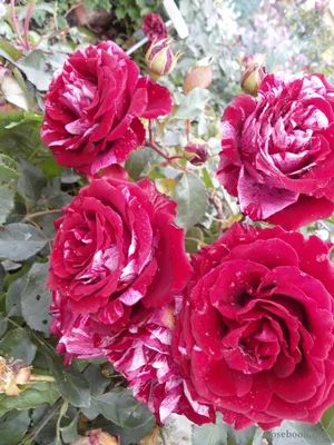 Изображение розы дип импрешн с вариантами размера